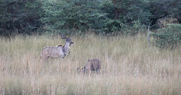 Male and female of greater Kudu, Namibia Wildlife safari Africa