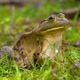 Frog Sitting on Flowering Grass From Side Background Zoom in - VideoHive Item for Sale