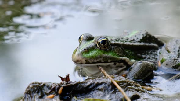 Green Frog Sits on the Shore By the River Extreme Close Up Portrait of Toad