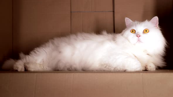 White Fluffy Cat Sitting in Cardboard Box