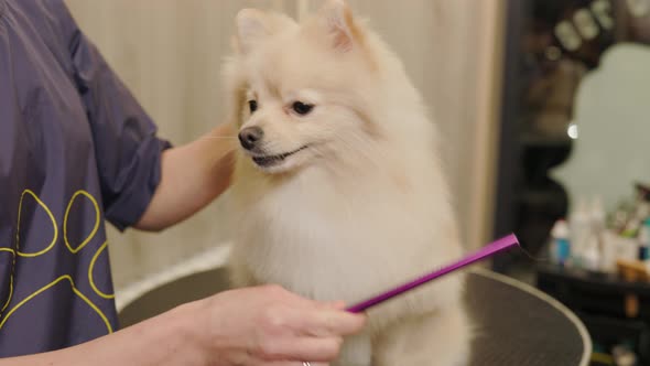 Pomeranian Dog Getting Groomed at Salon