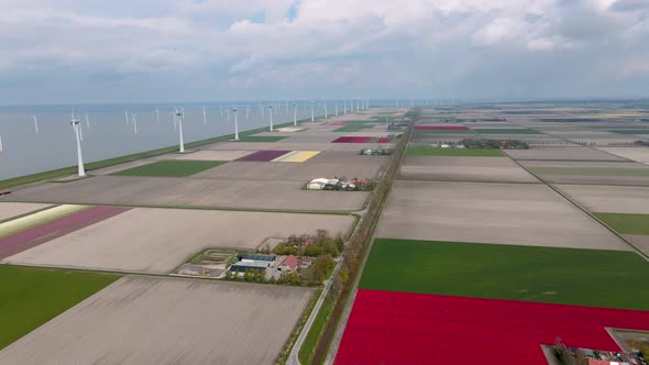 Tulip Field in The Netherlands Colorful Tulip Fields in Flevoland Noordoostpolder Holland Dutch