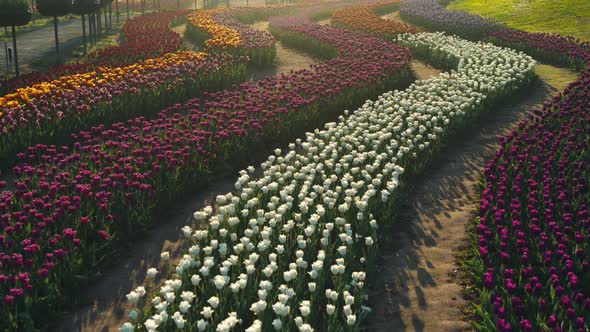 View of Rows of Flowers in Soft Morning Light