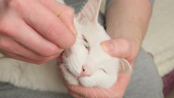 Getting eye drops in a cat.