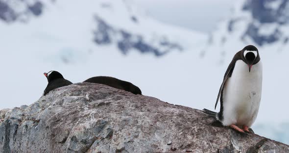 Gentoo penguins