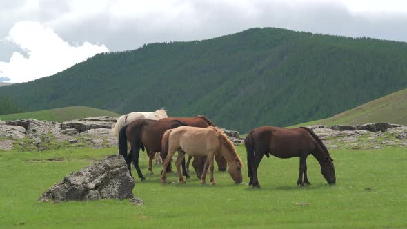 Free Mongolian Horses