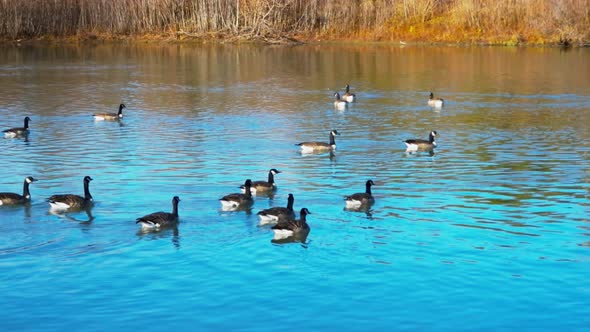 Gimbal shot of Canadian geese swimming on sunny day