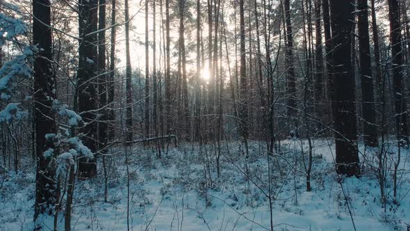 The sun's rays make their way through the branches of pine trees covered with snow.