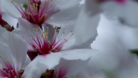 Macro Flowers 16