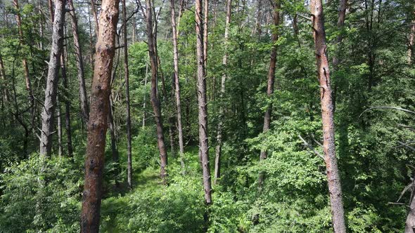 Beautiful Green Forest on a Summer Day Slow Motion