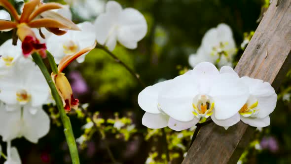 White Orchid Flower In A Garden