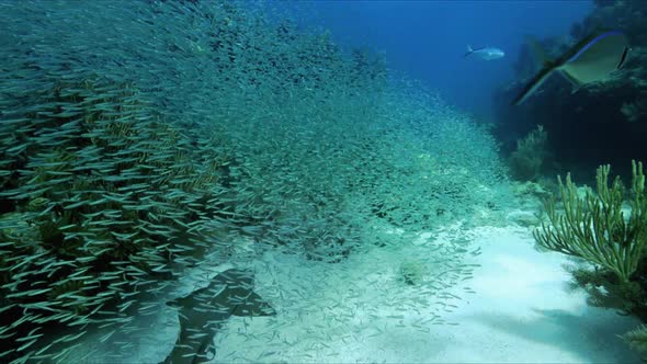 Reef Fish Chase Schooling Minnows A Copy