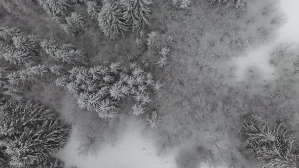 Top down aerial forward over grey winter forest with shrub and patches