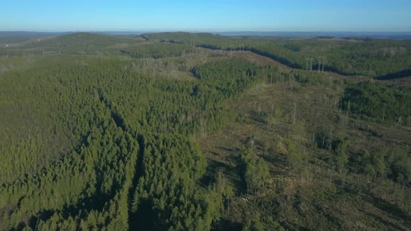 nordic forest with clearcutting deforestation. filmed with drone descend