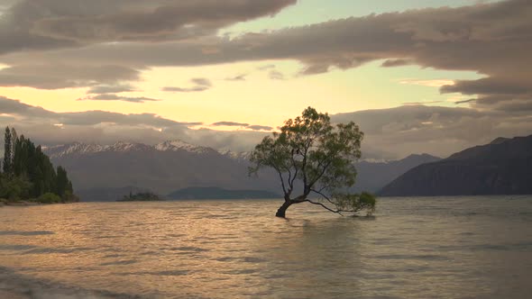 Lone tree in Lake Wanaka, New Zealand