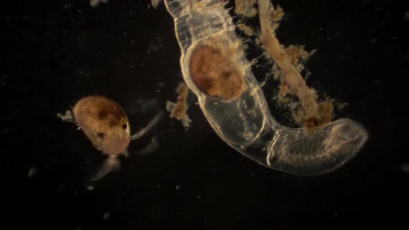 Microscopic ostracod and arthropod with ostracod in it's digestive tract.