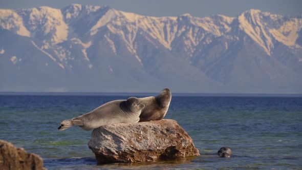 Seal Nerpa on Lake Baikal Rest on Stone on Snowy Mountain Background
