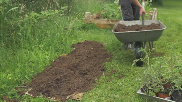 Transplanting tomato plants into garden soil, Medium shot