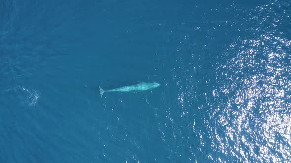 Aerial view of a sperm whale sin the ocean, Azores, Portugal.