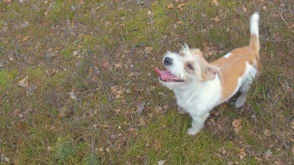 Dog breed Jack Russell Terrier barking at the camera in the spring forest