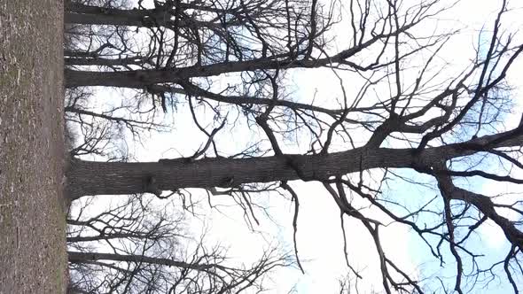 Vertical Video of the Forest with Trees Without Leaves