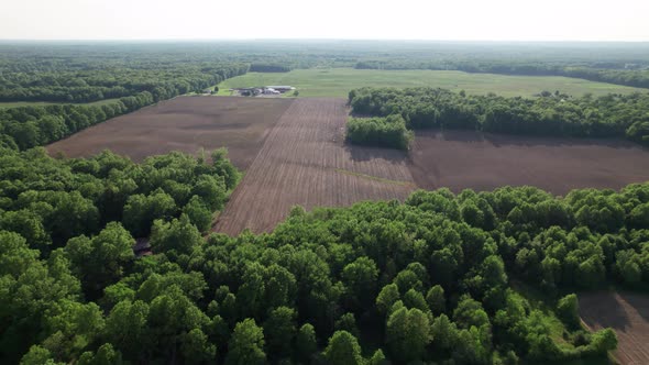 Drone view of field with tree