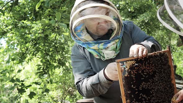 A beekeeper in a loose suit cuts off the queen cell. Beekeeping. The work of a beekeeper.