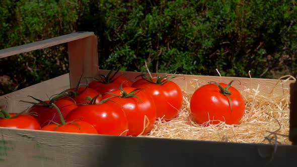 Harvesting Tomatoes in a Wooden Box