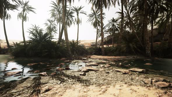 Oasis in the Middle of the Desert with a Lot of Trees