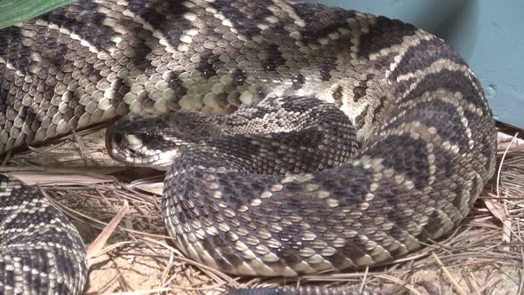 Eastern Diamondback Rattlesnake (Crotalus adamanteus)