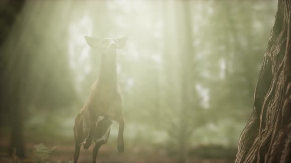 Extreme Slow Motion Deer Jump in Pine Forest