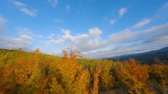 Aerial View of a Bright Autumn Forest on the Slopes of the Mountains