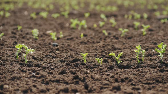 Young Field of Sprouts of Chickpea Closeup