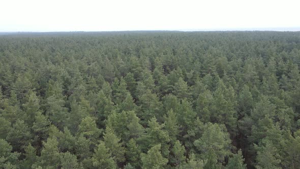 Forest Landscape Aerial View Slow Motion