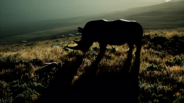 Rhino Standing in Open Area During Sunset