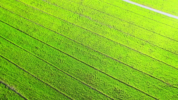 4K Aerial Wide view of Beautiful green rice fields in the rural of Thailand