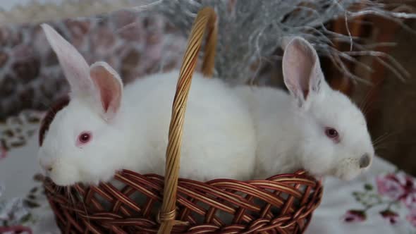 Happy Easter Bunny in a Basket