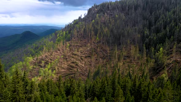 Forest with thousands of fallen trees  due to the very strong wind. Ecological natural disaster 