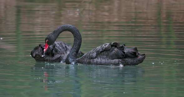 Pair of Black Swans Floats in Pond
