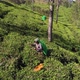 Female Tea Picker at Work in Lipton Plantation - VideoHive Item for Sale