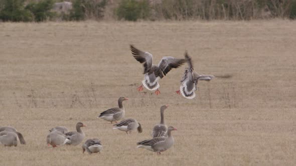 TELEPHOTO to flock of geese flying and landing in a field in Sweden, slow motion