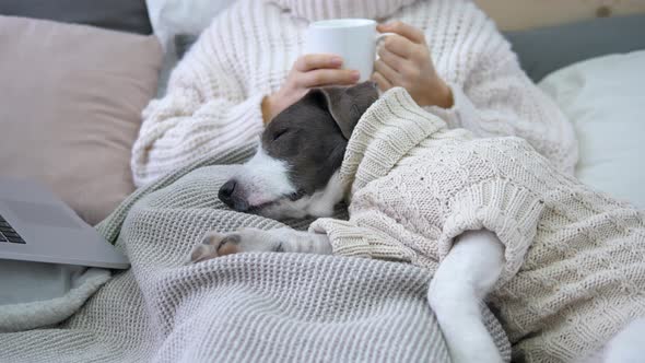 Dog In Cozy Knitwear Sleeping On Bed With Her Female Owner