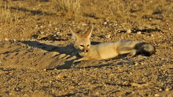 Cape Fox At Den - Kalahari Desert