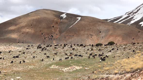 Herd of Scattered Mixed Color Goats Grazing on Mountain