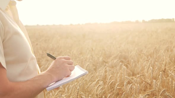 A Farmer Agronomist Evaluates Wheat in a Field at Sunset