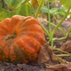 Pumpkin Growing in the Vegetable Garden - VideoHive Item for Sale