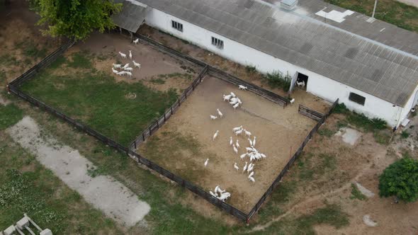 Aerial View of Ranch with Barn and Paddock and White Goats Running Outdoors