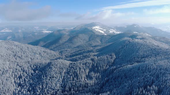 Panoramic View Of Dense Forest Mountains In Snowy Winter. Aerial Drone