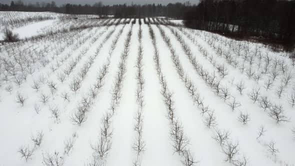 Copter Flies Over a Winter Field Planted with Apple Trees Snow and Frost Trees and Farming Kraft