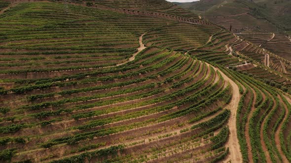 Beautiful Rural Road Between Vineyard Grape Fields